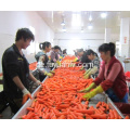 Gesunde frische Karotte der neuen Ernte für Verkauf